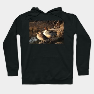 Northern pintail ducks, wildlife gifts, waterfowl Hoodie